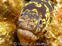 close -up to a chain moray at v.j.levels dive site in par... by Victor J. Lasanta 